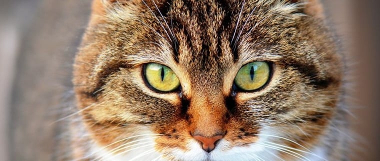 chat émotions